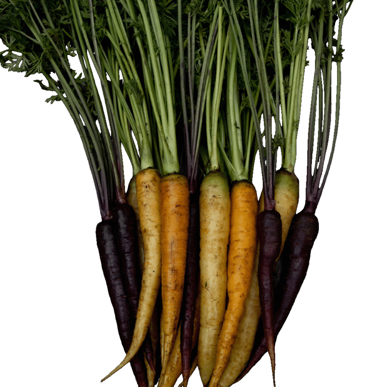 Zanahorias