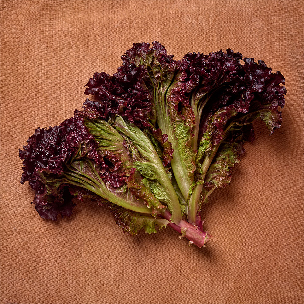 Lechuga Morada