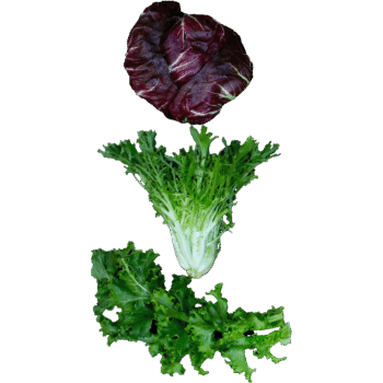 Escarola & Radichio