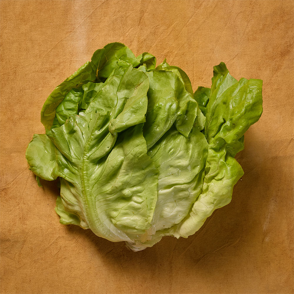 Lechuga mantecosa orgánica